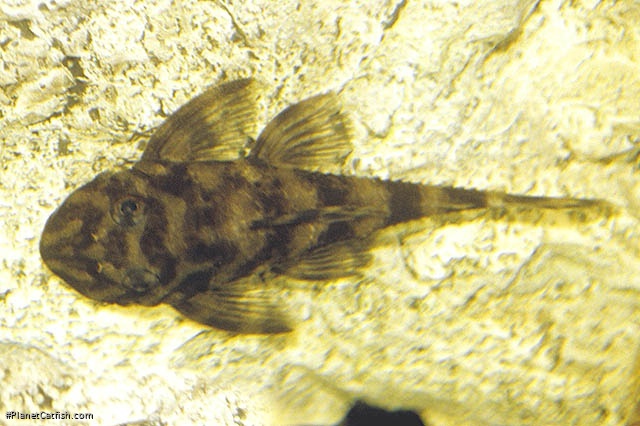 Dekeyseria picta