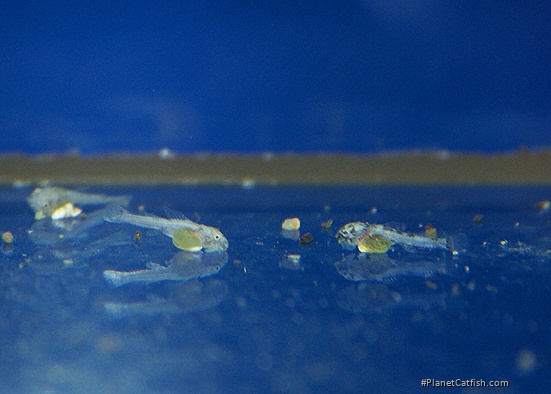 Dekeyseria picta