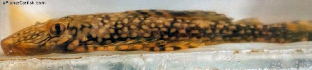 Dekeyseria scaphirhynchus