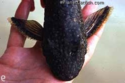 Dekeyseria scaphirhynchus