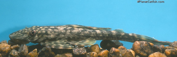 Dekeyseria scaphirhynchus