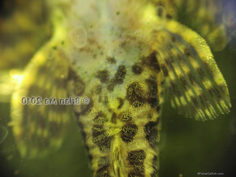 Delturus sp. (1)