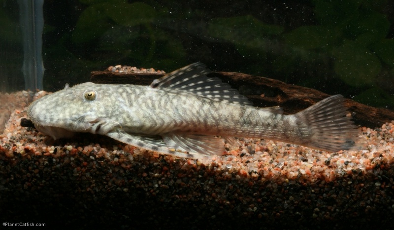 Dolichancistrus fuesslii