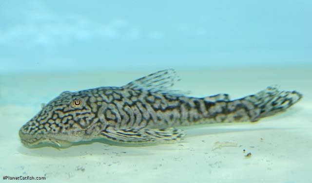 Dolichancistrus fuesslii