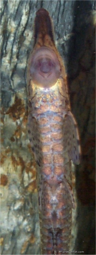 Farlowella acus