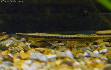 Farlowella acus