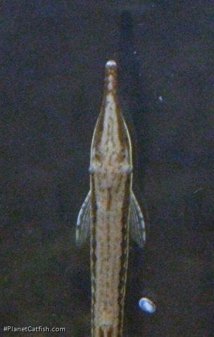 Farlowella acus