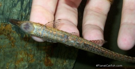 Farlowella acus