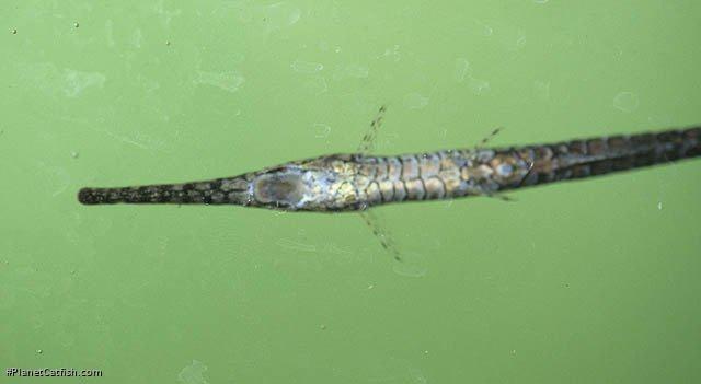 Farlowella amazonum