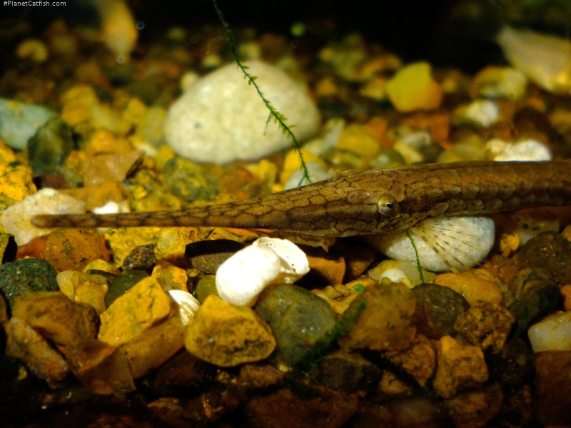 Farlowella hahni