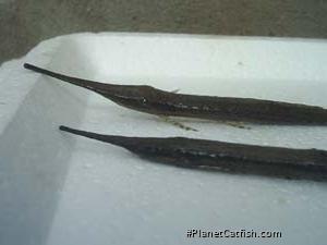 Farlowella hahni