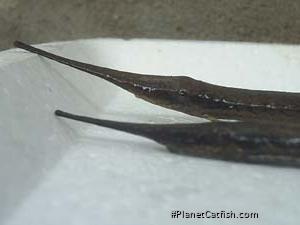 Farlowella hahni
