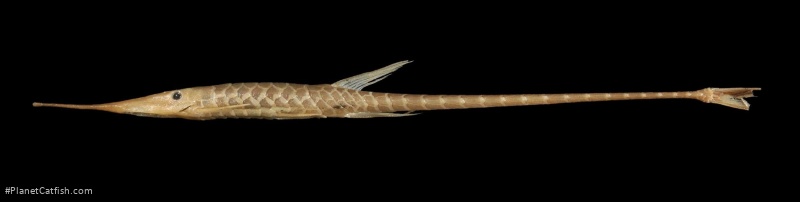 Farlowella oxyrryncha