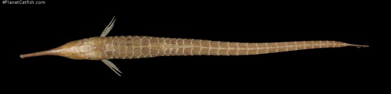 Farlowella oxyrryncha