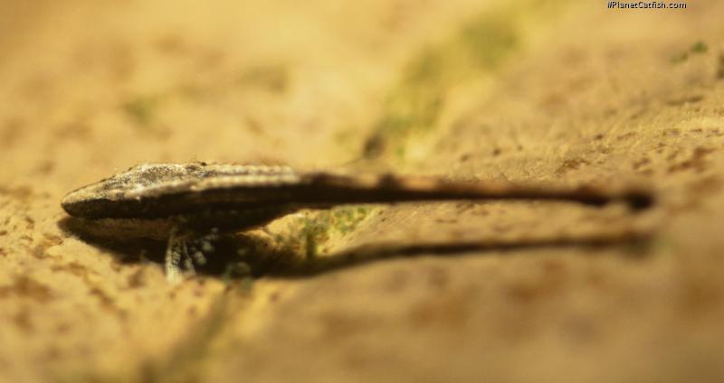 Farlowella platorynchus
