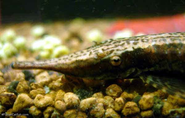 Farlowella sp. (1)
