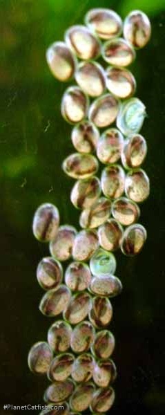 Farlowella vittata