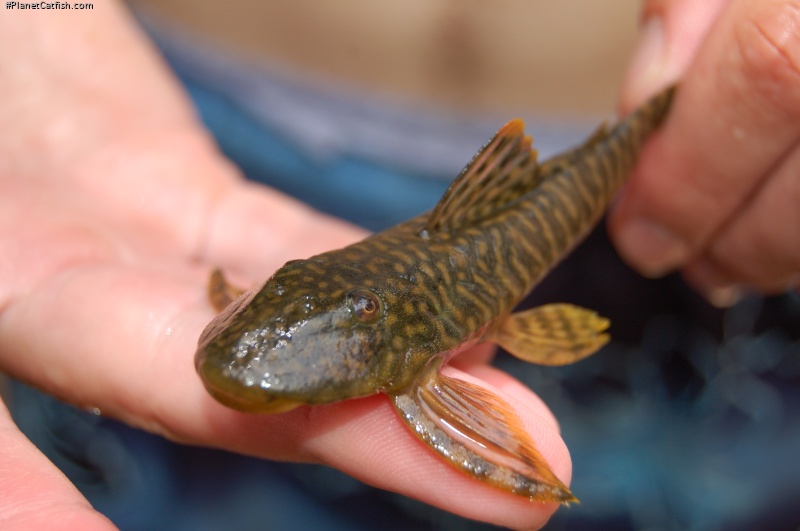 Guyanancistrus brevispinis