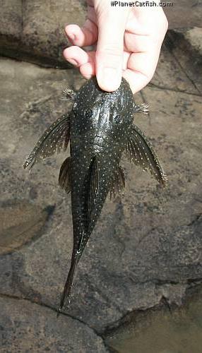 Guyanancistrus niger