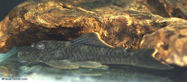 Guyanancistrus sp. (1)