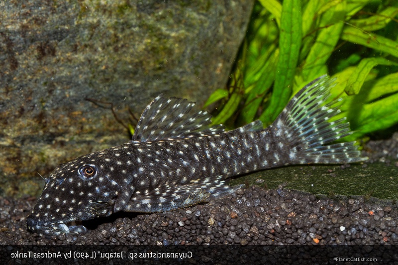 Guyanancistrus sp. (L490)