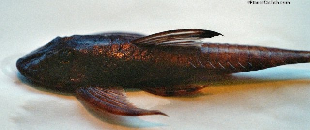 Harttia fowleri