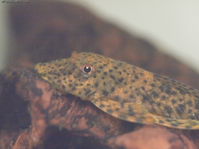 Harttia punctata