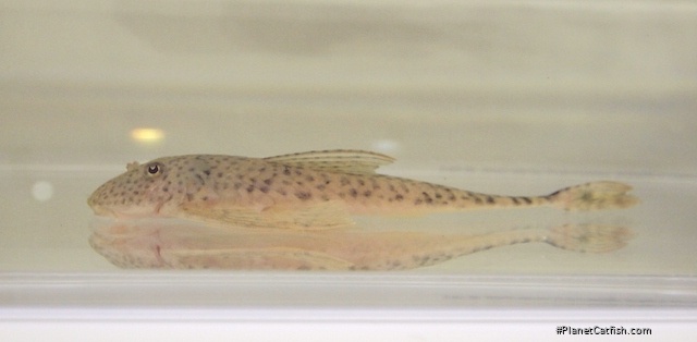 Harttia punctata