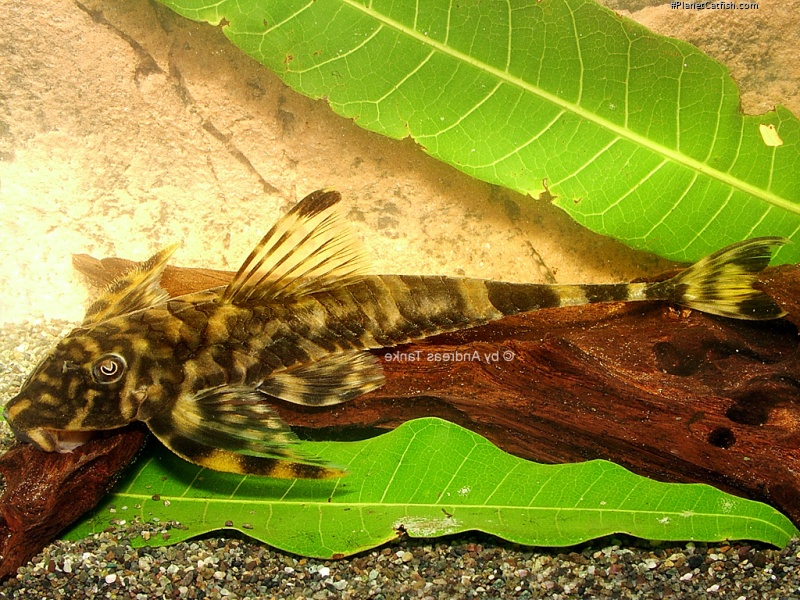 Harttia uatumensis