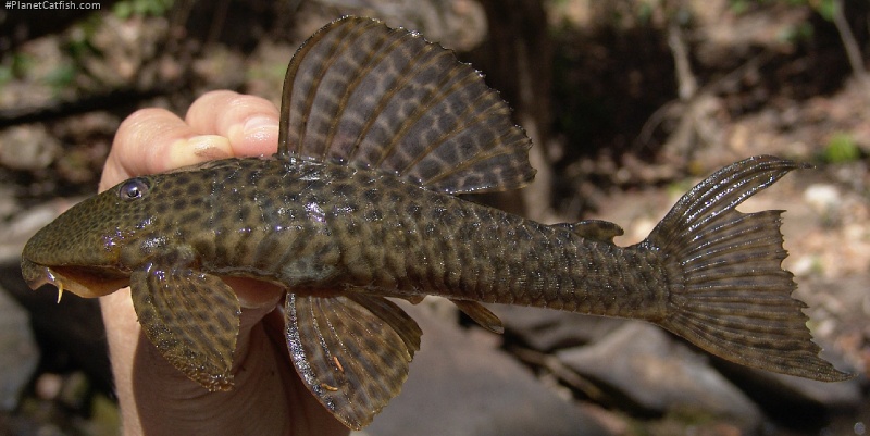 Hemiancistrus cerrado