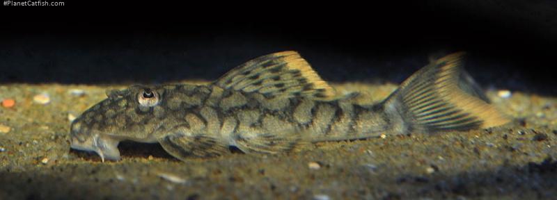 Hemiancistrus guahiborum