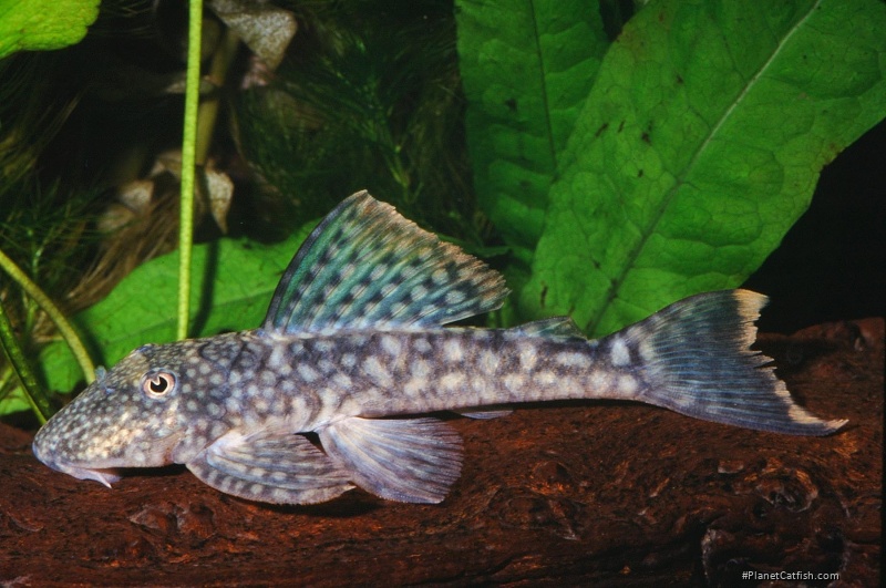 Hemiancistrus guahiborum