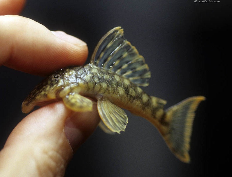 Hemiancistrus guahiborum