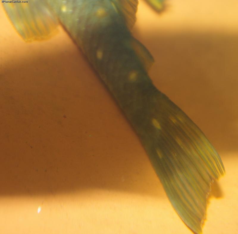 Hemiancistrus meizospilos