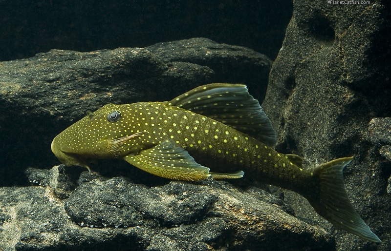 Hemiancistrus sp. (L128)