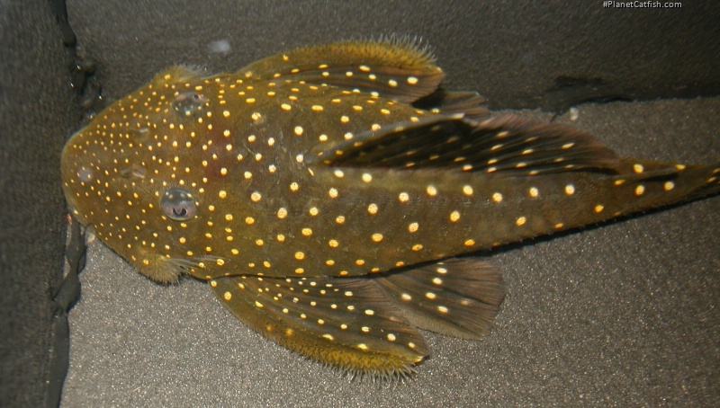 Hemiancistrus sp. (L128)