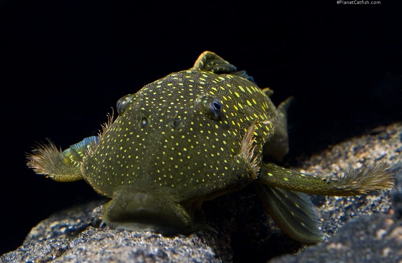 Hemiancistrus sp. (L128)