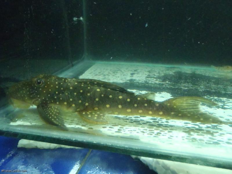 Hemiancistrus sp. (L476)