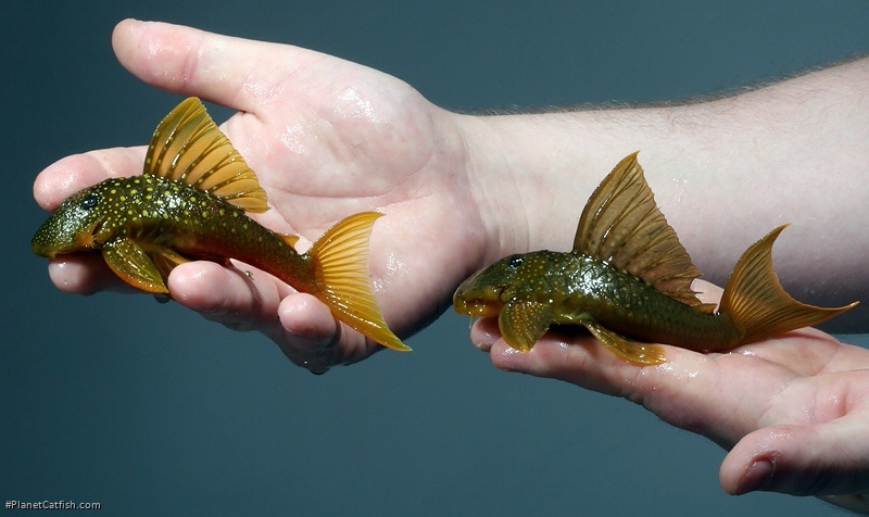 Hemiancistrus subviridis