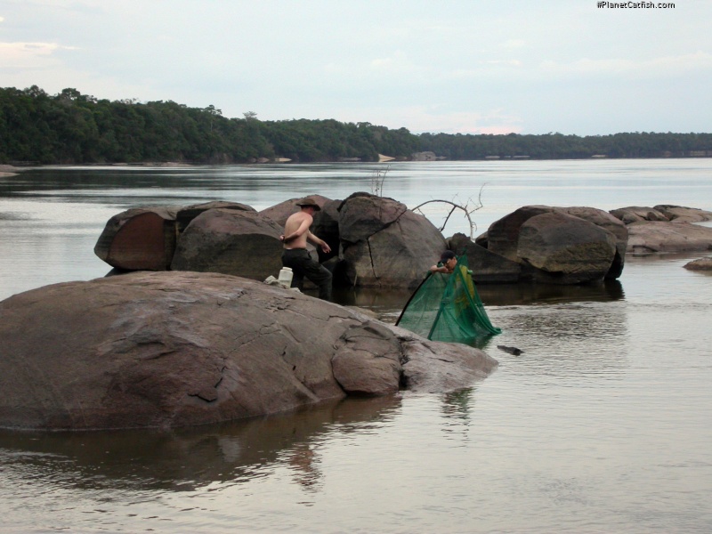 Hemiancistrus subviridis