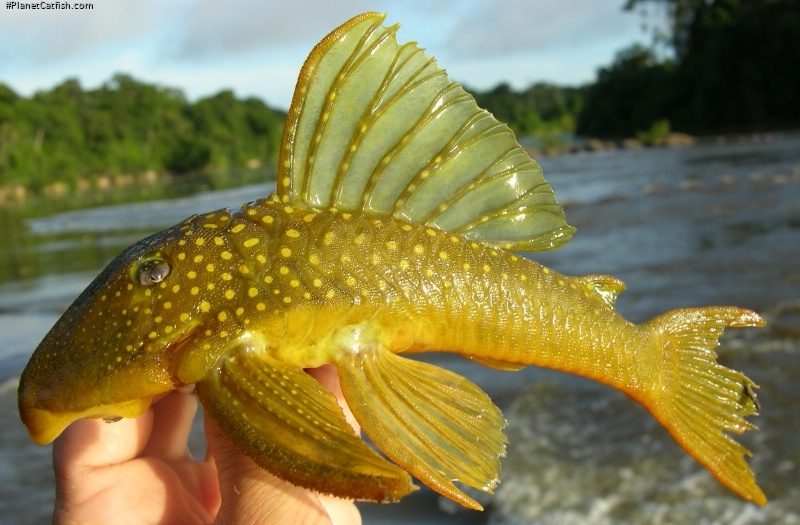 Hemiancistrus subviridis