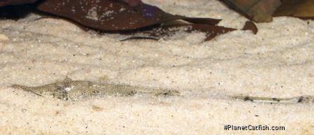 Hemiodontichthys acipenserinus