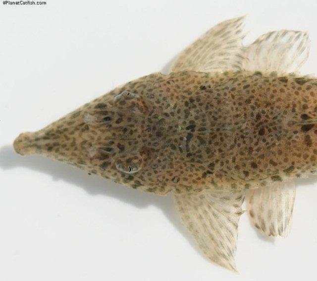 Hemiodontichthys acipenserinus