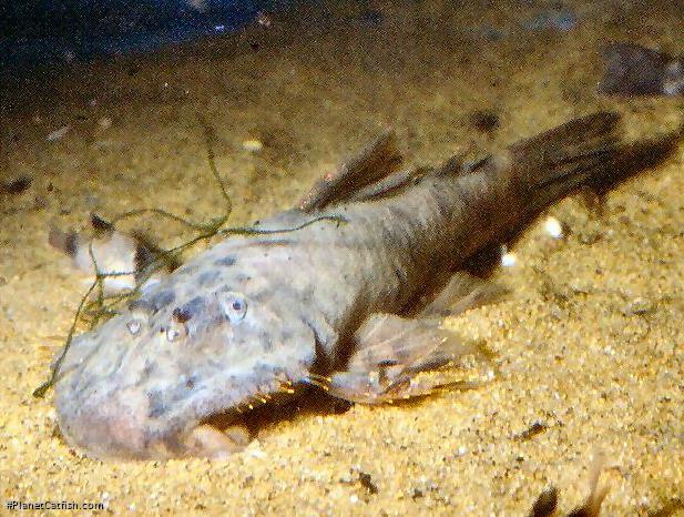Hemipsilichthys sp. (1)