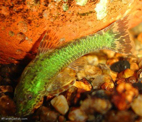 Hisonotus aky