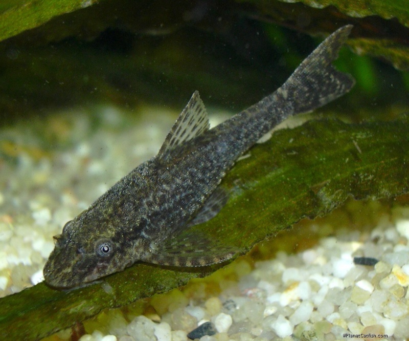 Hisonotus leucofrenatus