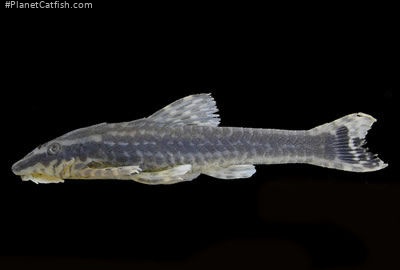 Hisonotus leucophrys