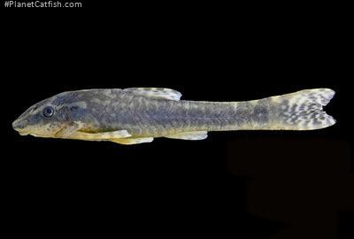 Hisonotus montanus