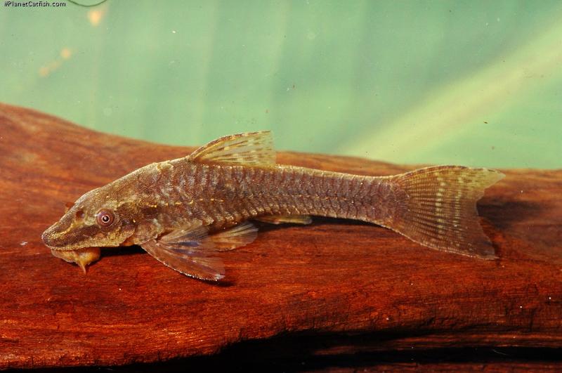 Hisonotus notopagos