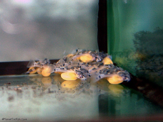 Hypancistrus furunculus